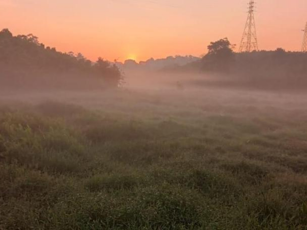 Sunrise over paddy fields